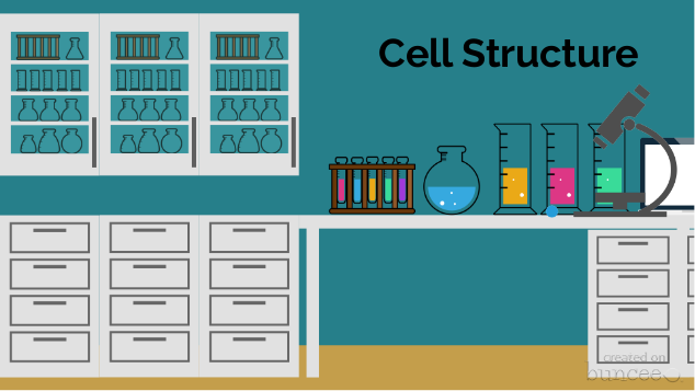 Create - Cell Structure
